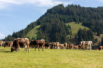 Auf der Alm