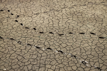 wyschnieta popękana ziemia z odcisnietymi tropami zwierząt © KOLA  STUDIO