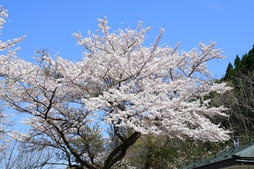 親不知の桜