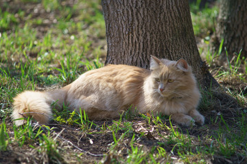 Naklejka na ściany i meble Portrait of the red cat at the city street at spring time