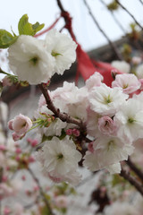 cherry blossom in spring