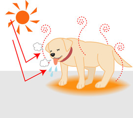 熱中症、夏バテの犬