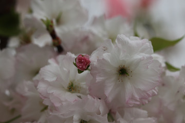 closeup of flowers