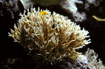 Fototapeta na wymiar Underwater plant with fish hiding in it.