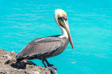 Pelican sitting on the sea cliff
