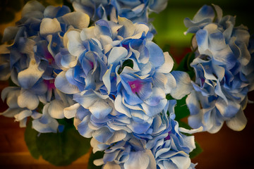 Hydrangea flowers
