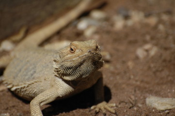 Reptile in the sun.