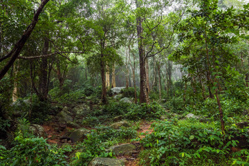 Green Jungle Forest Nature Background