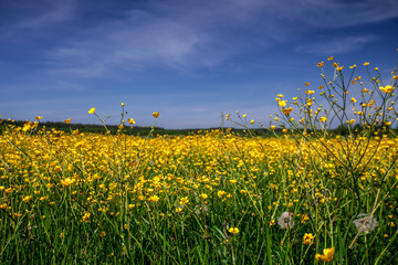 Fototapeta premium Sunlight meadow yellow buttercup