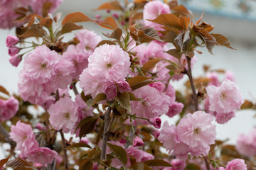 pink cherry blossom