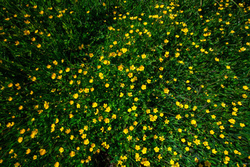 Sunlight meadow yellow buttercup