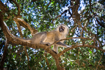 African vervet monkey in Kenya