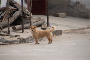 Fototapeta premium dog