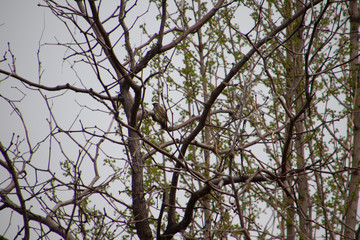 bird on branch