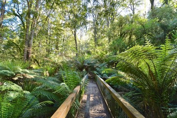 Fern Forest Walk