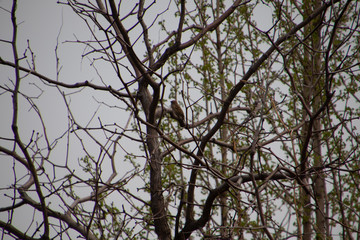 bird on branch