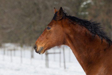 Pferde im Schnee