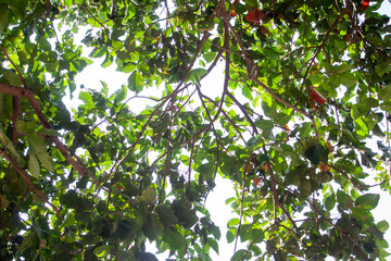 Under Santol or Sentul tree branches, fruit and green leaves on white background.