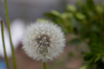 dandelion on green background