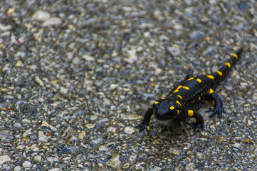Black and yellow fire salamander on a road