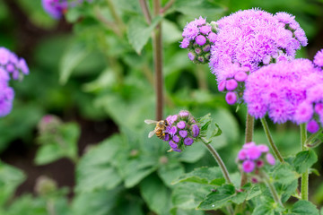 Honigbiene bei der Arbeit