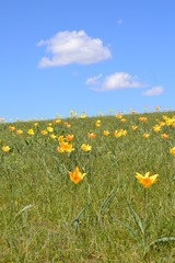 Tulips in the steppe of Kazakhstan
