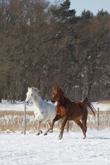 Obraz premium Konie w śniegu