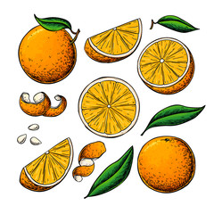 Orange fruit vector drawing. Summer food engraved illustration Isolated hand drawn slice, whole and half orange