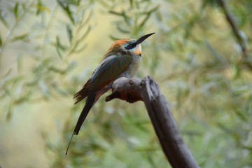 Bee eater