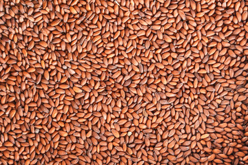 Cress Lepidium sativum seeds macro detail closeup.