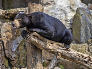 Malayan sun bear, Helarctos malayanus, climbs the trunk