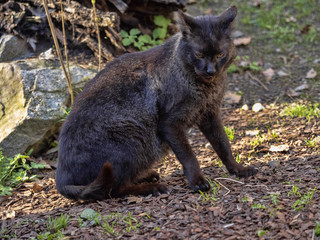 The black form of Jungle cat, Felis chaus, is rare