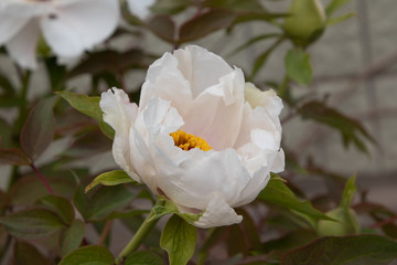 white flower in the garden