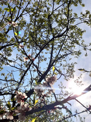 Apricot blossom branch. Flowering branch. New life. Blue sky. Rays of light