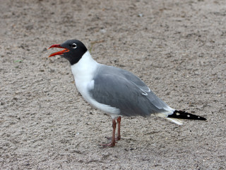 Breeding adult black, white, and dray laughing gull with a red bill and incomplete white eye ring is standing with its bill open on beach sand..