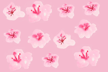  sakura flowers on the background