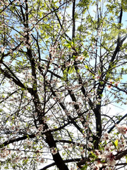 Apricot blossom branch, tree. Flowering branch. New life. Blue sky. Wallpaper background.