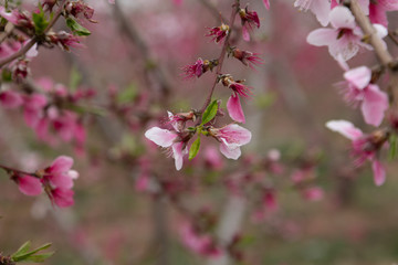 pink flowers in garden