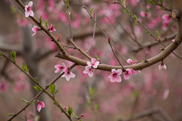 branch of a tree with flowers