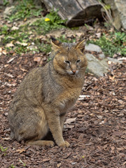 Jungle cat, Felis chaus, sitting and watching around