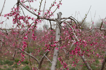 blooming cherry tree in spring