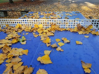 Image of blue table tennis table with yellow leaf