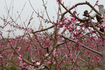 cherry blossom in spring