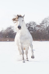 Fototapeta na wymiar Pferd Pony Schimmel galoppiert im Schnee 