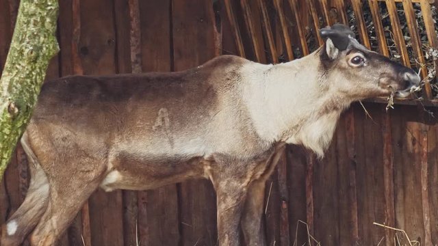 Close-up of red deer in natural life park