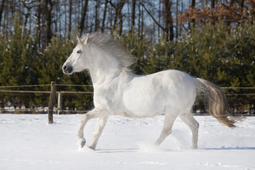 Pferd Schimmel im Schnee