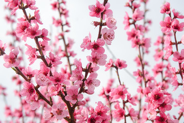Blossoming peach tree branches, the background blurred. Spring concept