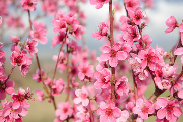Blossoming peach tree branches, the background blurred. Spring concept
