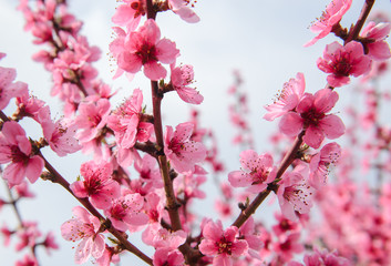 Blossoming peach tree branches, the background blurred. Spring concept