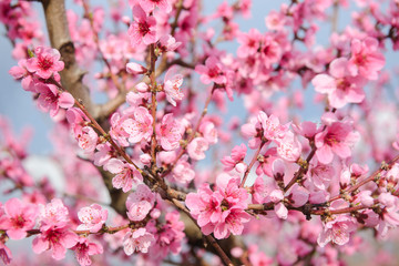 Blossoming peach tree branches, the background blurred. Spring concept